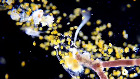 Alga tóxica Alga tóxica