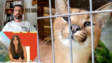 El futuro de Lilo y Stitch, los linces decomisados a un vecino de Cantabria 