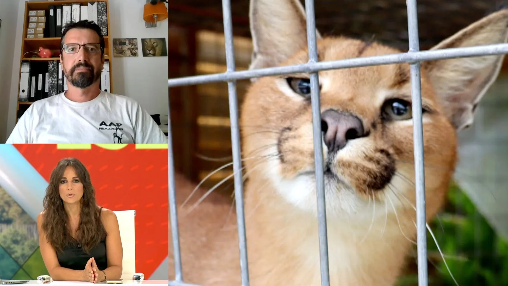 Un lince.