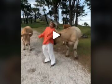 La vaca embistiendo a la joven 