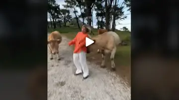La vaca embistiendo a la joven La vaca embistiendo a la joven