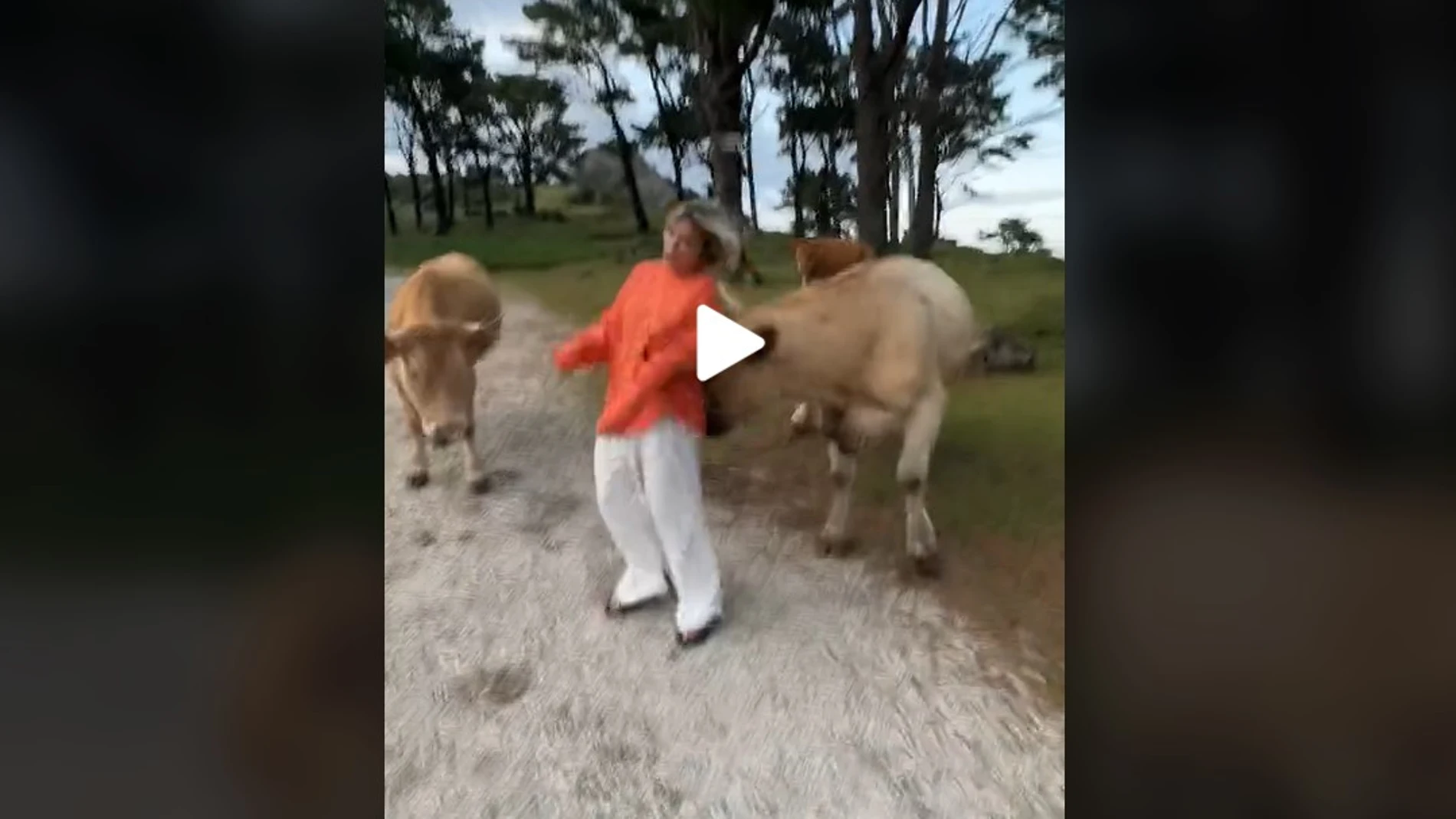 La vaca embistiendo a la joven 