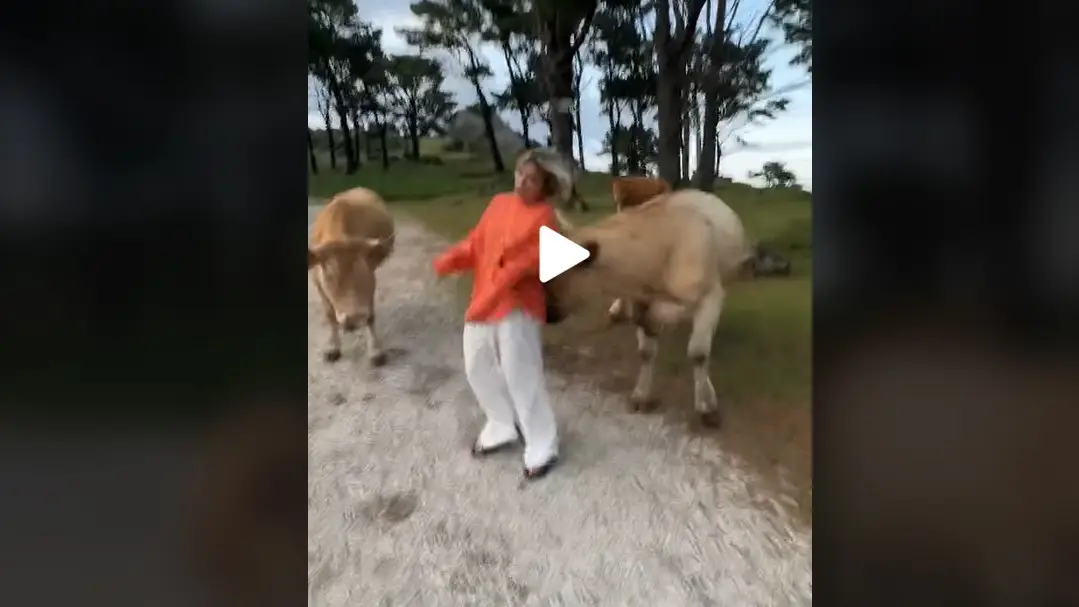 La vaca embistiendo a la joven La vaca embistiendo a la joven