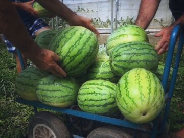 La escasez de sandías dispara los robos de estas frutas a toneladas y a plena luz del día: "Me han robado unos 4 mil kilos"