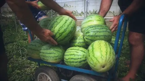 La escasez de sandías dispara los robos de estas frutas a toneladas y a plena luz del día: "Me han robado unos 4 mil kilos" La escasez de sandías dispara los robos de estas frutas a toneladas y a plena luz del día: "Me han robado unos 4 mil kilos"