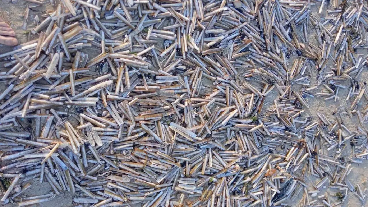 Navajas muertas en la playa de A Lanzada (Pontevedra) Navajas muertas en la playa de A Lanzada (Pontevedra)