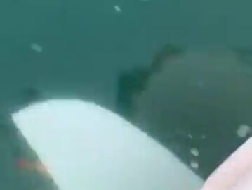 Las orcas atacan a otro barco que iba a la Copa del Rey de vela: "Metían mordiscos de un lado a otro"