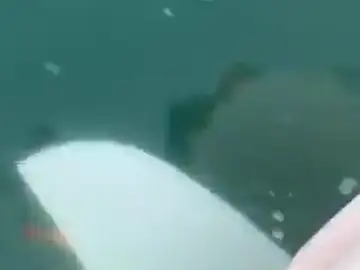 Las orcas atacan a otro barco que iba a la Copa del Rey de vela: "Metían mordiscos de un lado a otro" Las orcas atacan a otro barco que iba a la Copa del Rey de vela: "Metían mordiscos de un lado a otro"