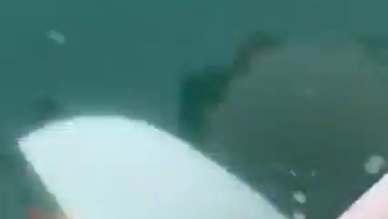 Las orcas atacan a otro barco que iba a la Copa del Rey de vela: 