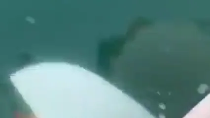 Las orcas atacan a otro barco que iba a la Copa del Rey de vela: "Met&iacute;an mordiscos de un lado a otro"