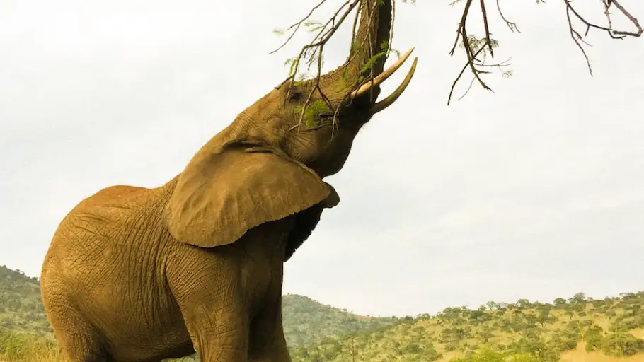 Elefante 
