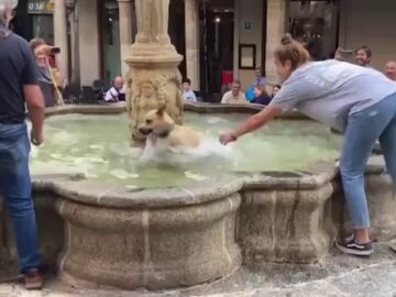 Las imágenes del chapuzón de un perro en una fuente de Ourense