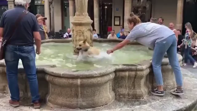 Las imágenes del chapuzón de un perro en una fuente de Ourense Las imágenes del chapuzón de un perro en una fuente de Ourense