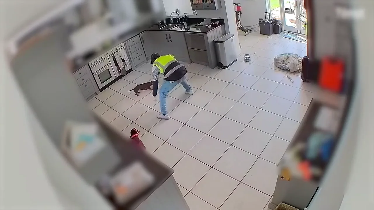 Imagen del perro salchicha defendiendo la vivienda