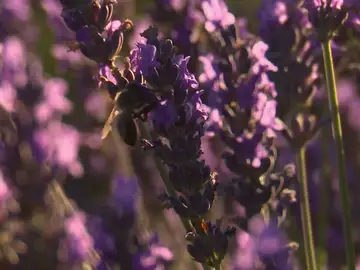 Campos de lavanda Campos de lavanda