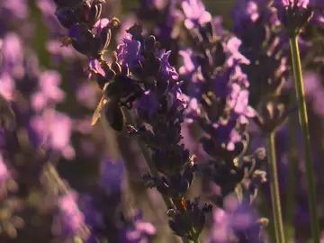 Campos de lavanda Campos de lavanda