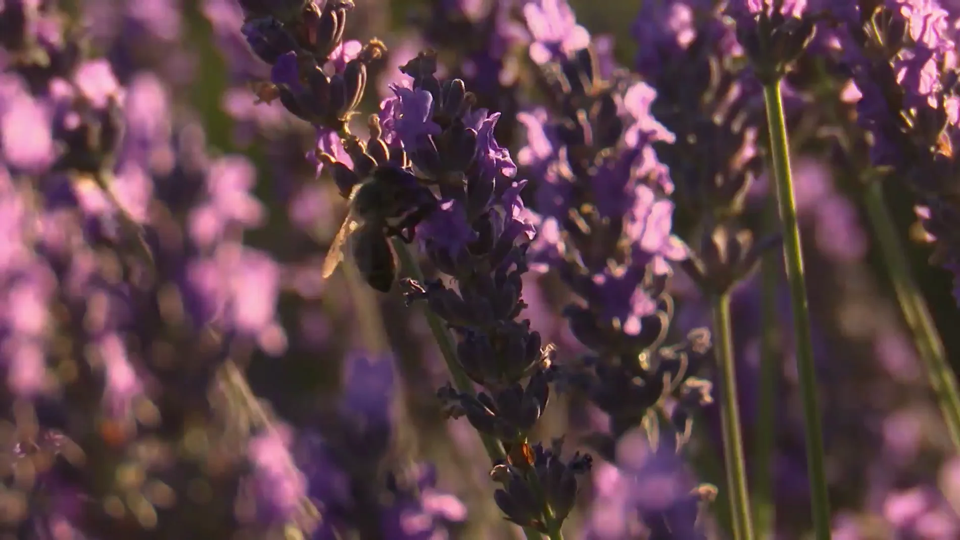 Campos de lavanda