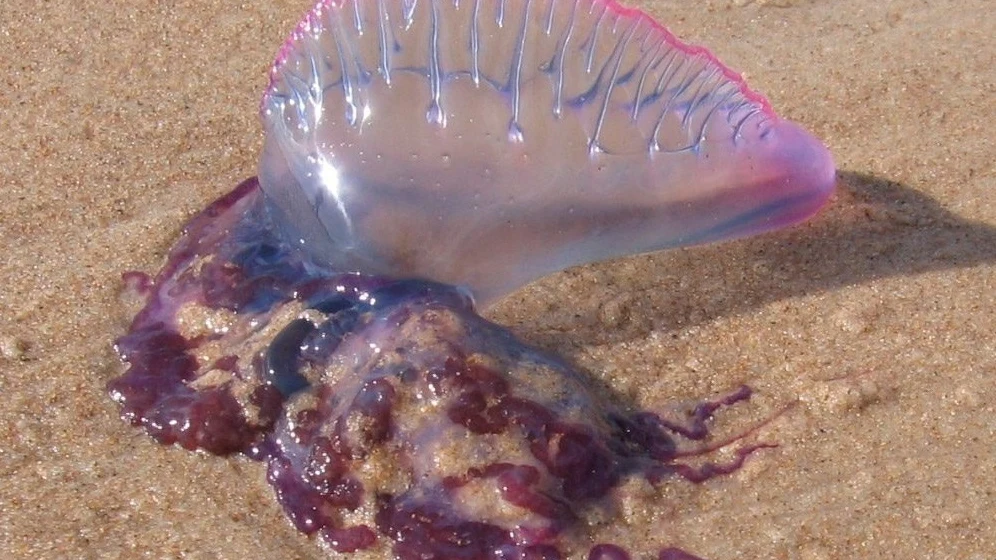 Carabela portuguesa