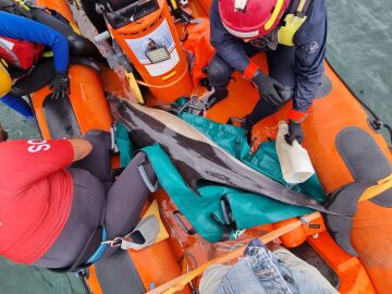 Los servicios de Protección Civil y de la UMA rescatando a delfines en Ferrol 