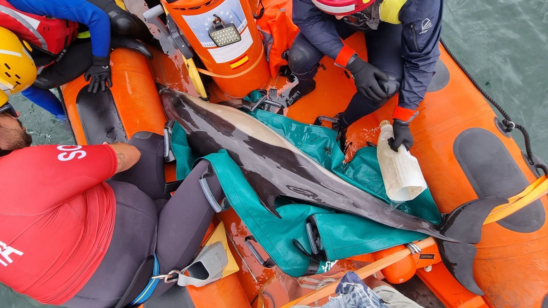 Los servicios de Protección Civil y de la UMA rescatando a delfines en Ferrol 