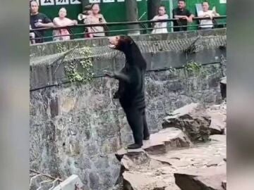 Oso malayo del zoo de la ciudad de Hangzhou, en el Este de China