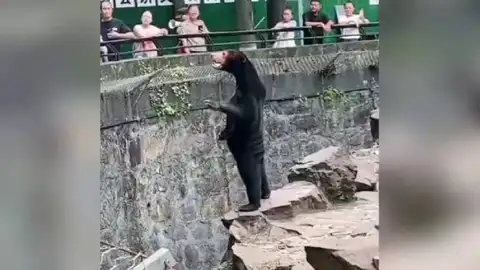 Oso malayo del zoo de la ciudad de Hangzhou, en el Este de China