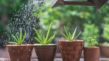 Regar las plantas