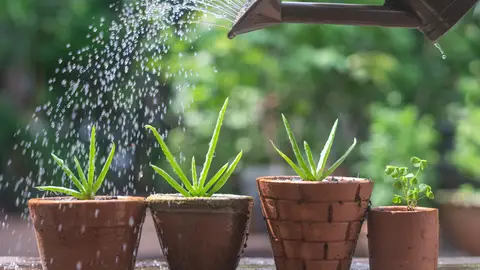 Regar las plantas Regar las plantas