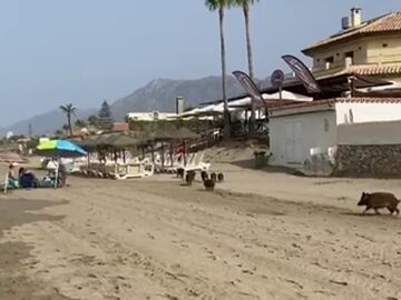 Jabalíes en la playa de Marbella 