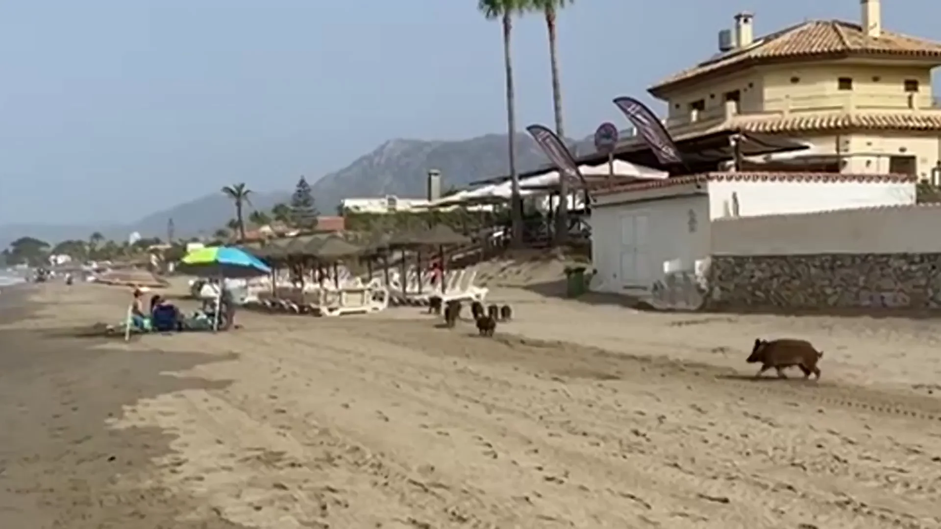 Jabal&iacute;es en la playa de Marbella 