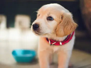 Imagen de archivo de un perro Imagen de archivo de un perro