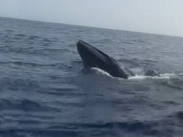Rescate de ballena en Fuerteventura