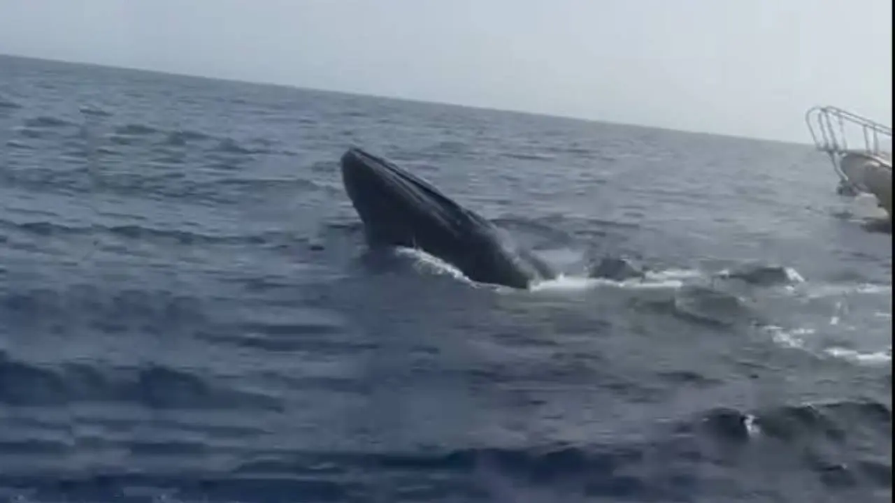 Rescate de ballena en Fuerteventura