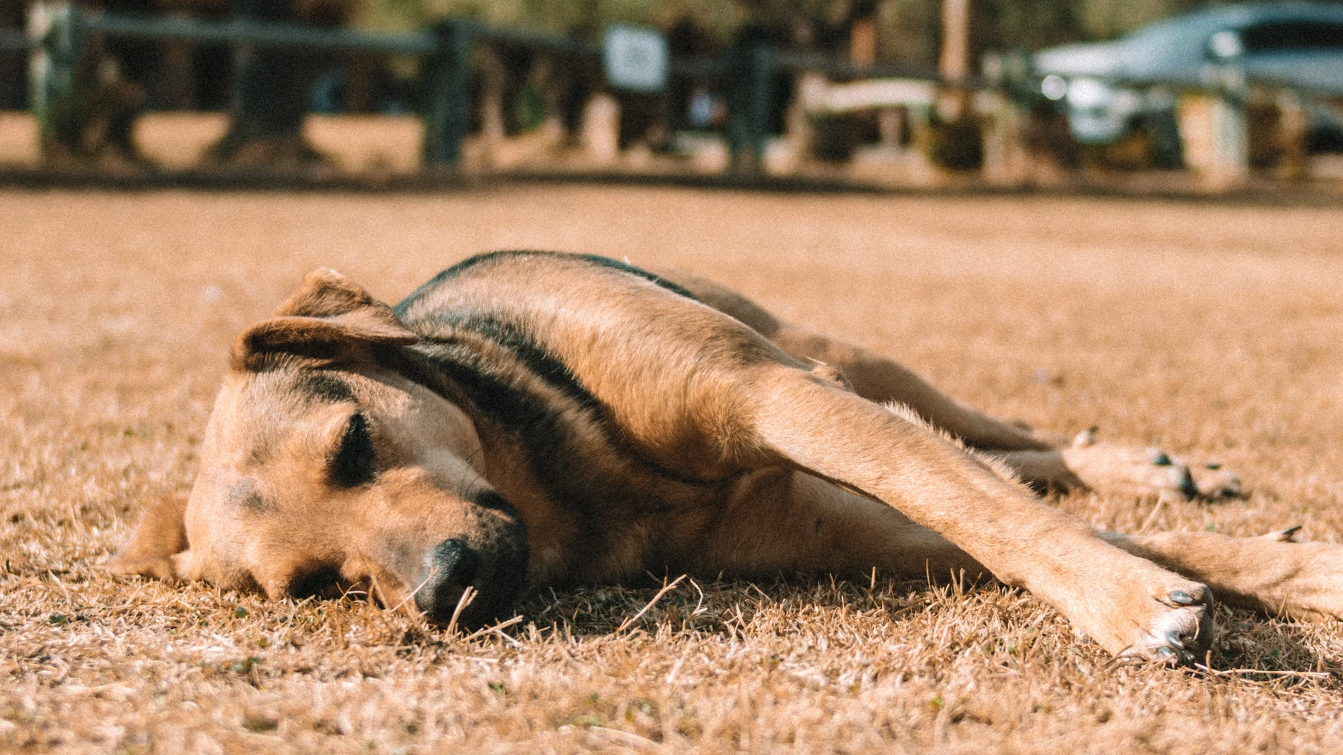 Imagen de archivo de un perro tumbado