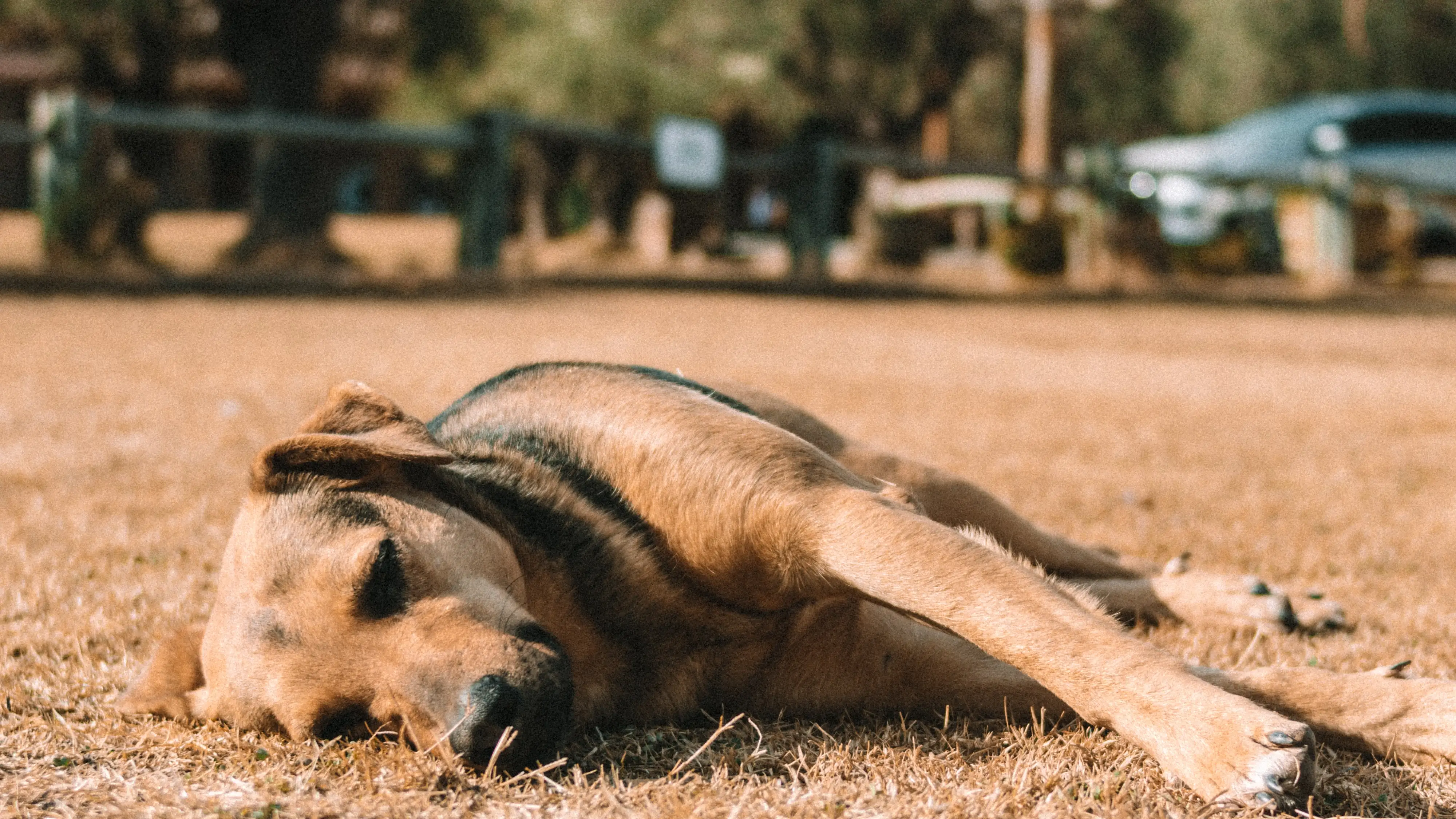 Imagen de archivo de un perro tumbado