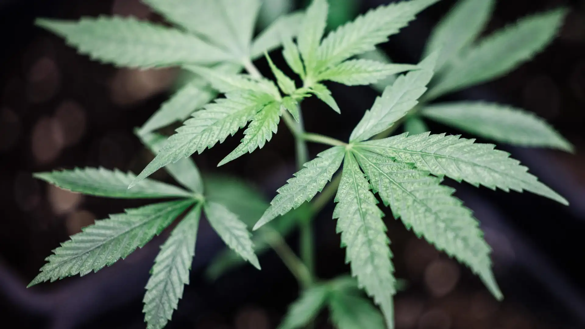 Una planta de cannabis