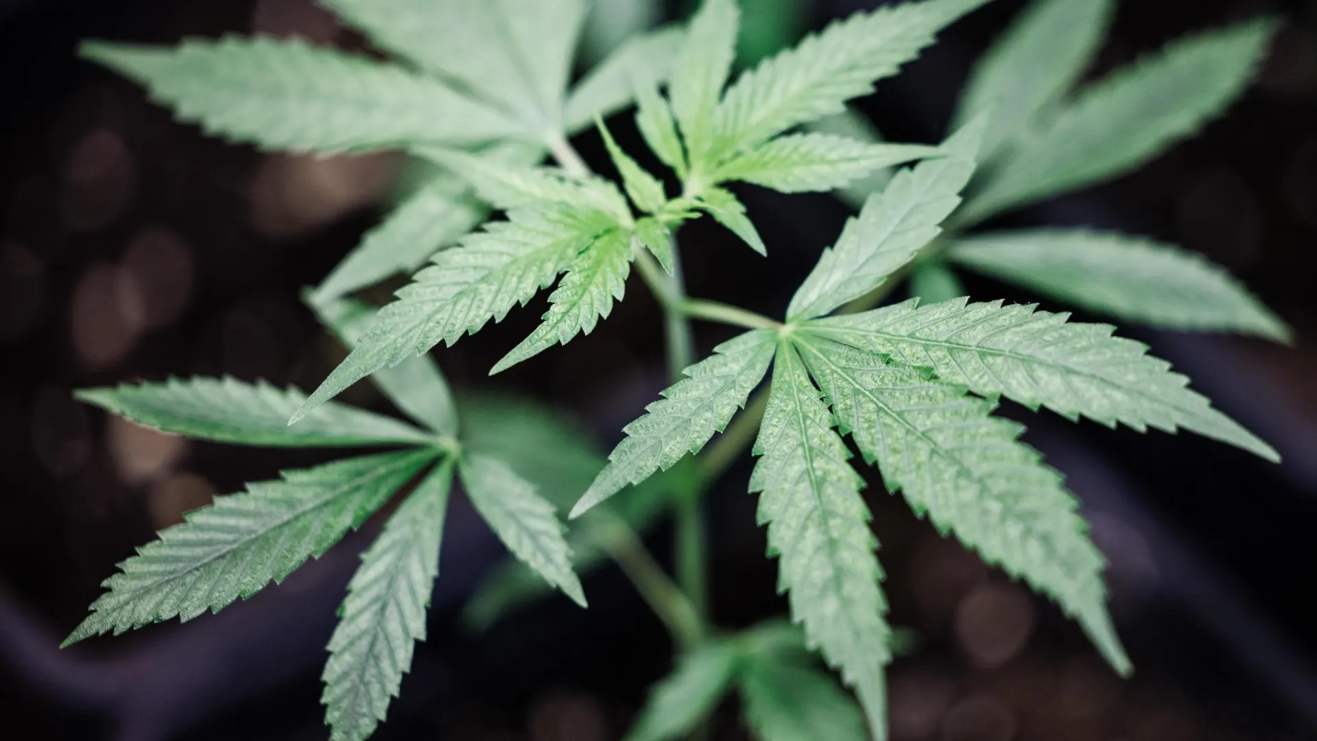 Una planta de cannabis Una planta de cannabis