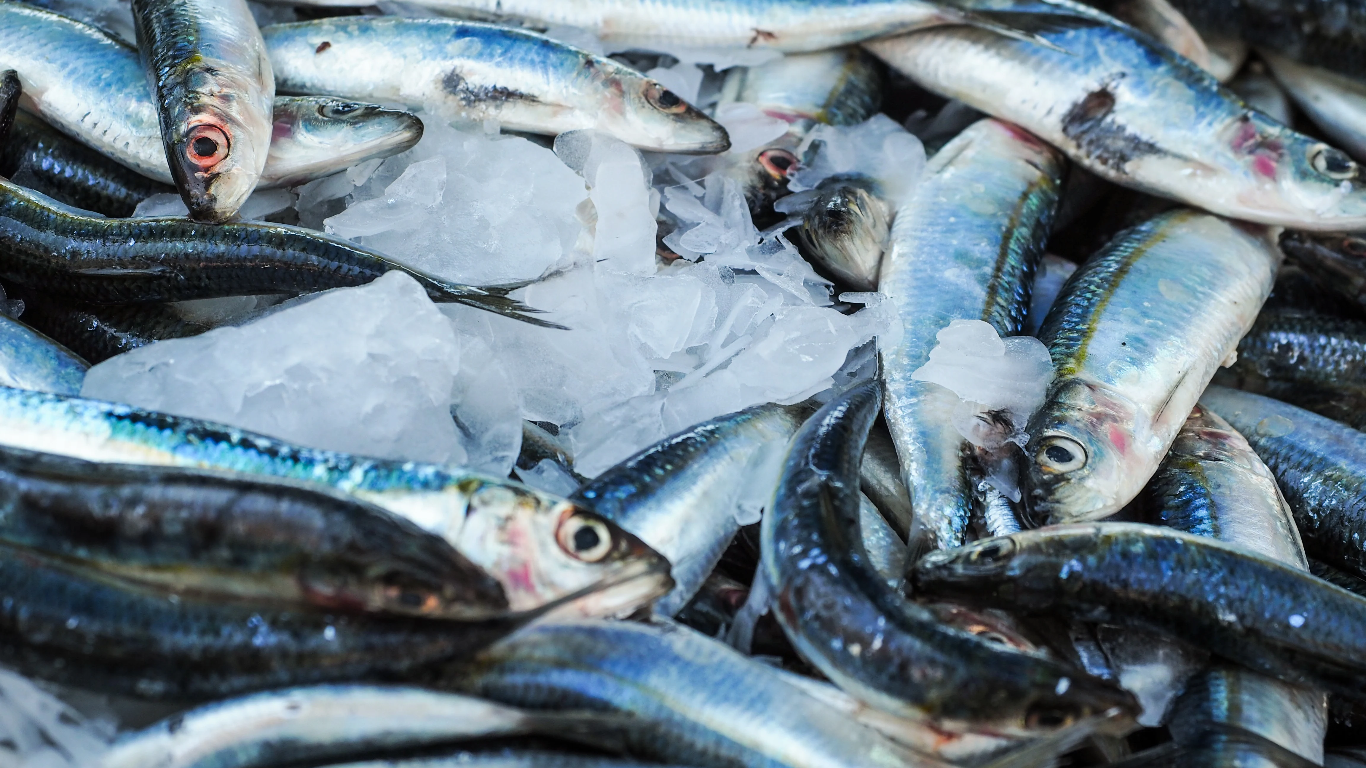Bajada del precio en las sardinas Bajada del precio en las sardinas