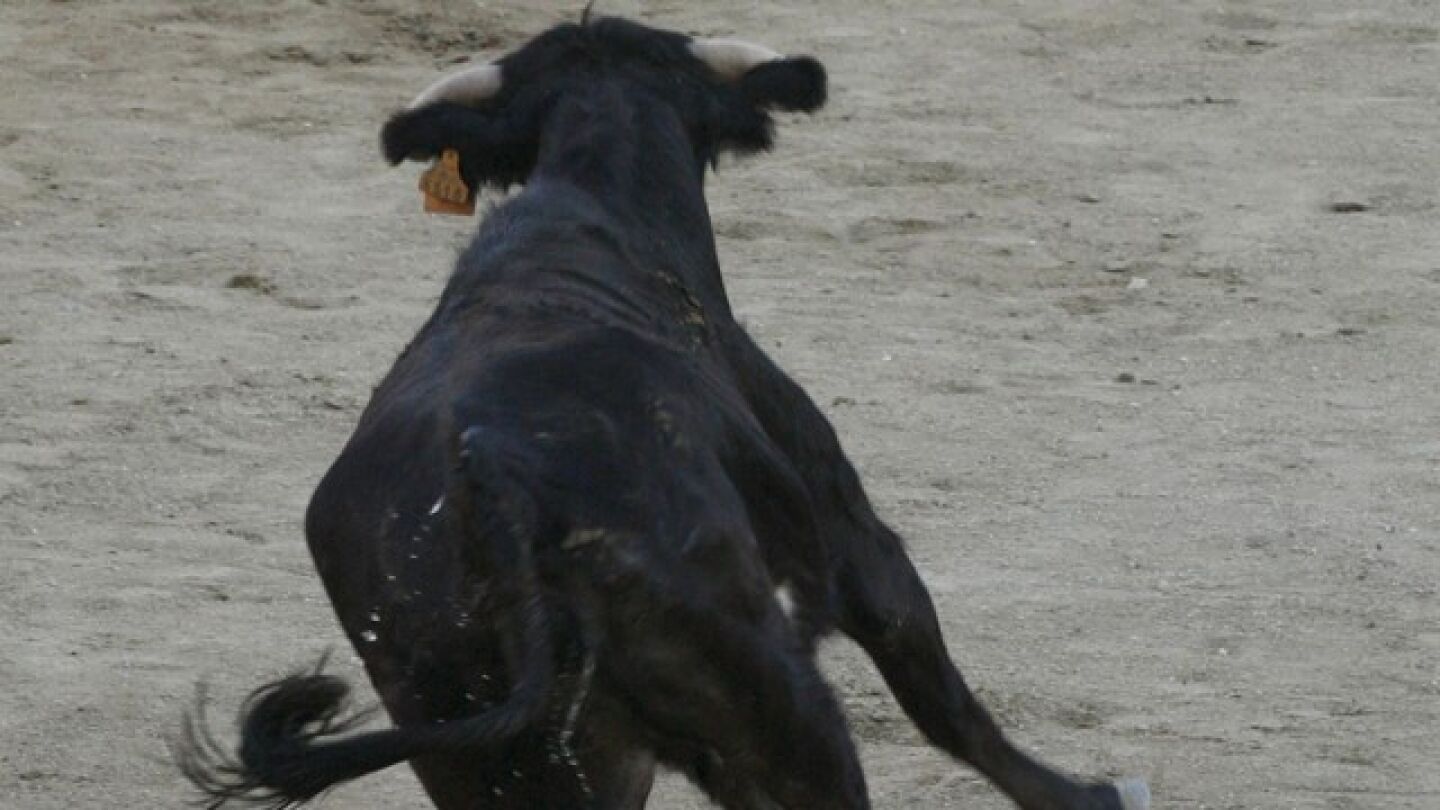 Imagen de una vaquilla