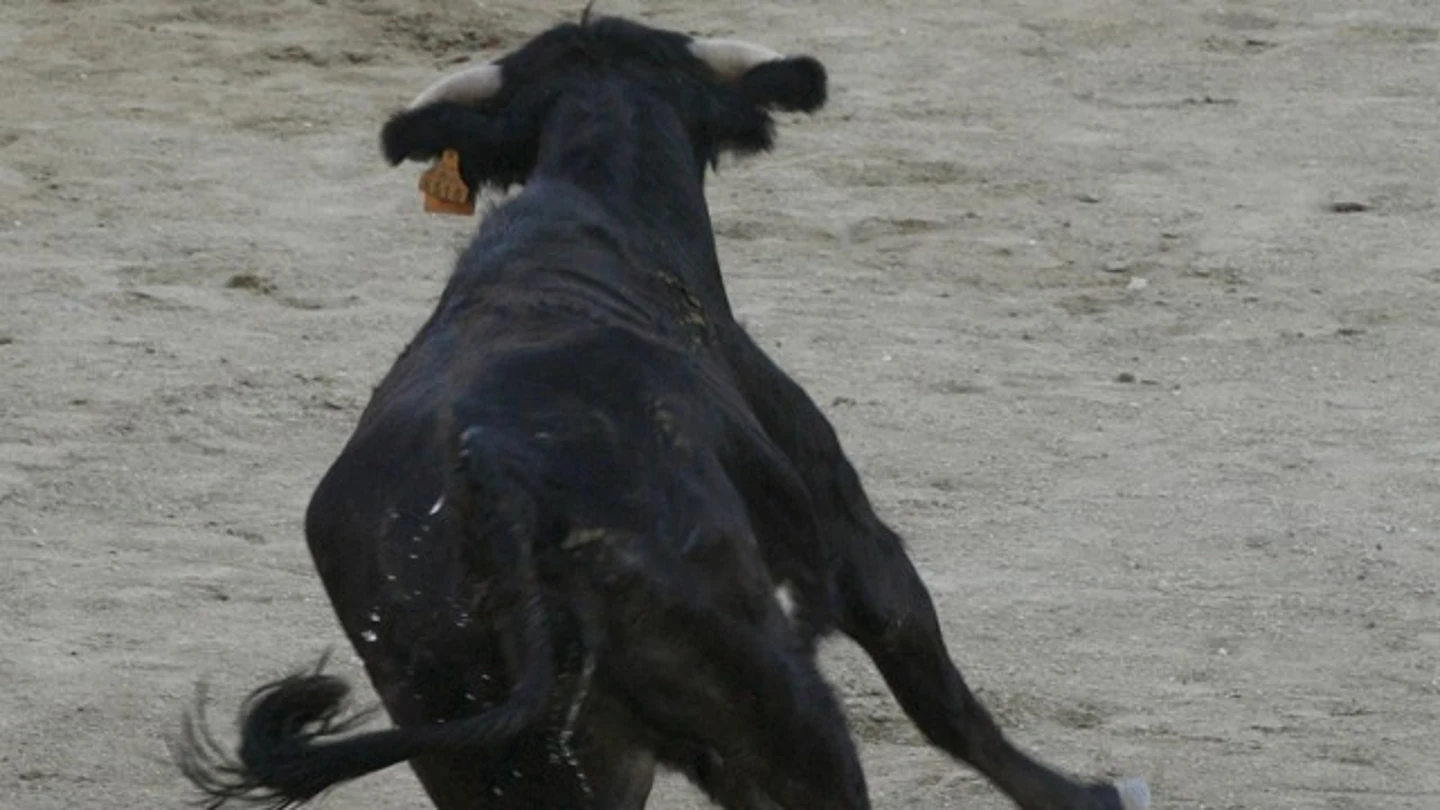 Imagen de una vaquilla Imagen de una vaquilla