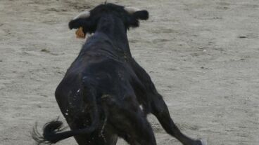 Imagen de una vaquilla