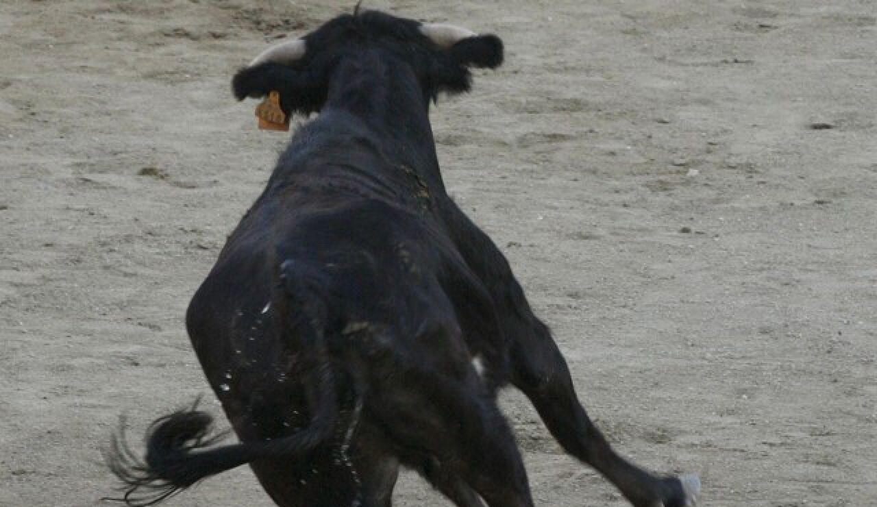 Imagen de una vaquilla
