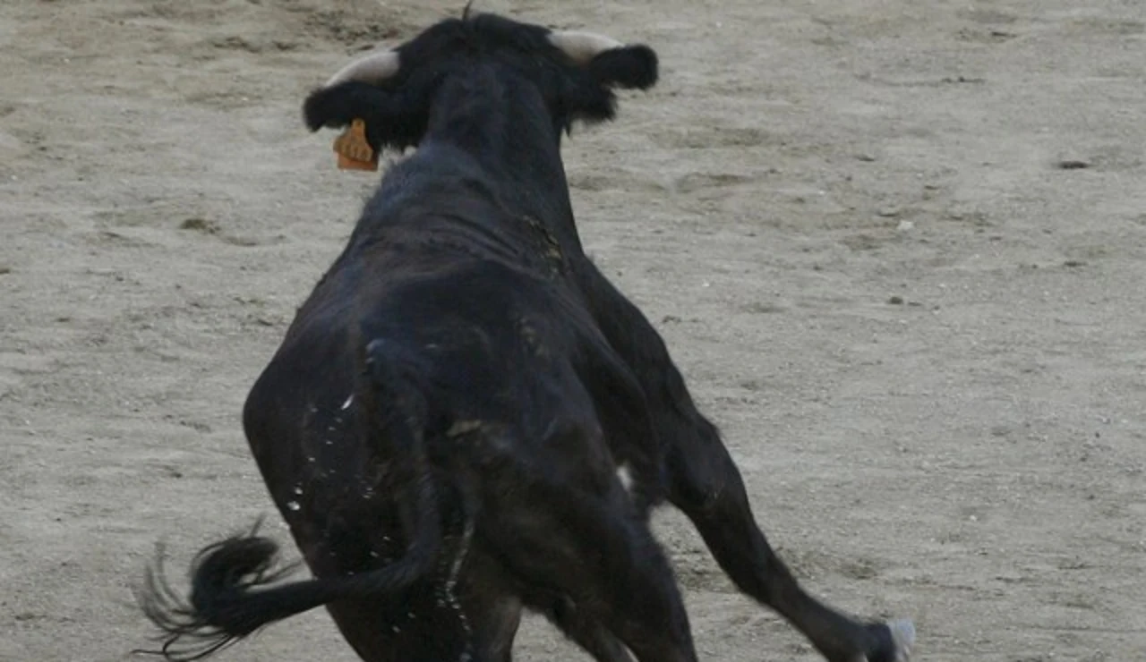 Imagen de una vaquilla
