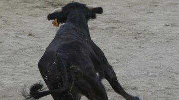 Imagen de una vaquilla