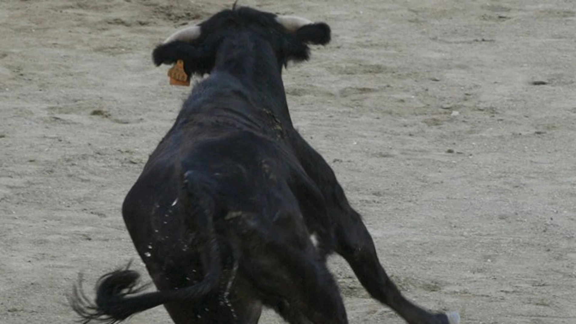 Dos vacas se escapan de un encierro, cornean a un menor y dejan cuatro heridos más en Marchante, Navarra