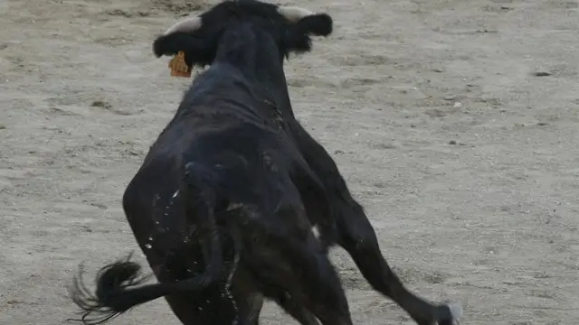 Dos vacas se escapan de un encierro, cornean a un menor y dejan cuatro heridos más en Marchante, Navarra Dos vacas se escapan de un encierro, cornean a un menor y dejan cuatro heridos más en Marchante, Navarra