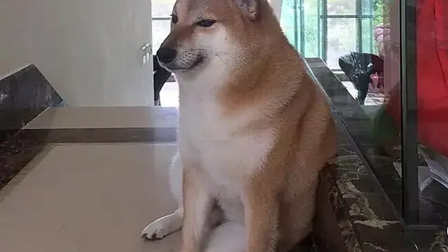 Muere 'Cheems' el perro que se hizo viral en la pandemia. "Está corriendo libremente en el cielo" Muere 'Cheems' el perro que se hizo viral en la pandemia. "Está corriendo libremente en el cielo"