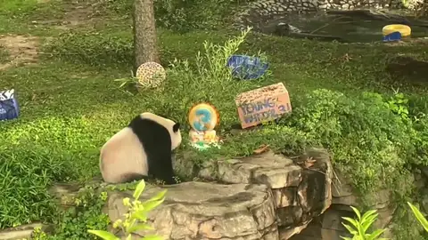 Oso panda celebrando su cumpleaños