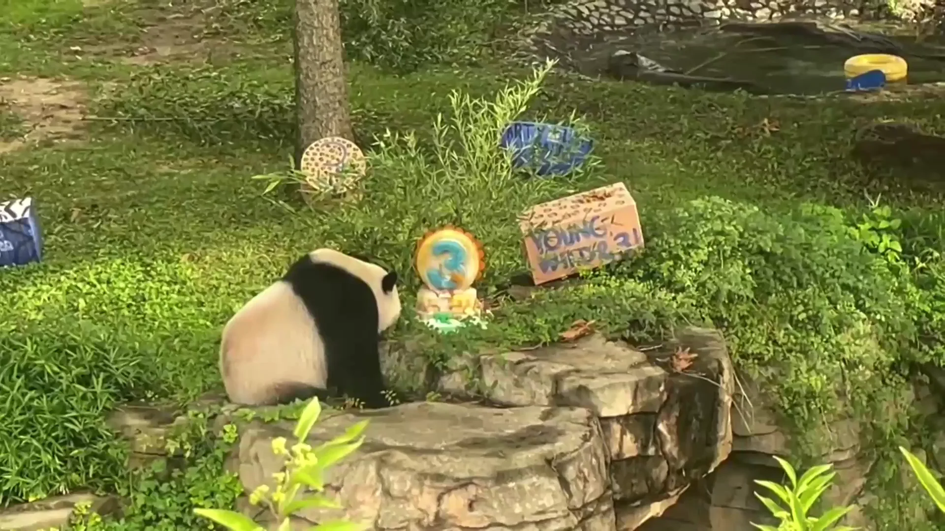 Oso panda celebrando su cumplea&ntilde;os
