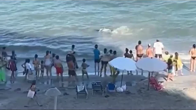 El falso tiburón que resultó ser un atún El falso tiburón que resultó ser un atún
